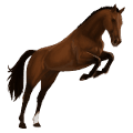 riding pegasus irish hunter bay