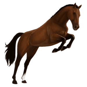 riding horse quarter horse roan