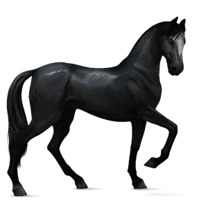 riding horse kwpn black