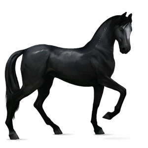 riding horse standardbred black