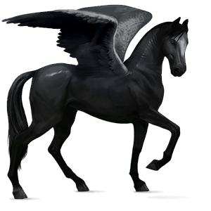 riding pegasus akhal-teke black