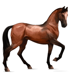 riding horse canadian horse black
