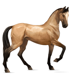 riding horse canadian horse liver chestnut