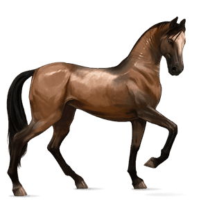 riding horse irish hunter roan