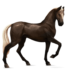 riding horse akhal-teke cherry bay