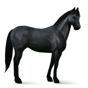 riding horse kwpn roan