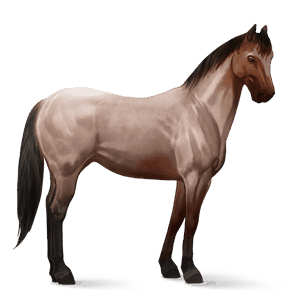 riding horse quarter horse light gray