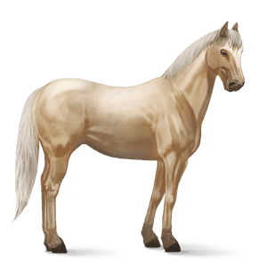 riding horse argentinean criollo cremello