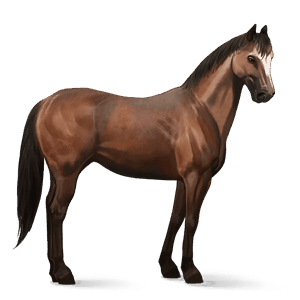 riding horse quarter horse liver chestnut