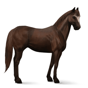 riding horse quarter horse dark bay