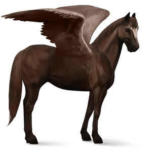 riding pegasus kwpn liver chestnut