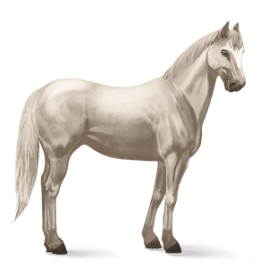 riding horse appaloosa black leopard 