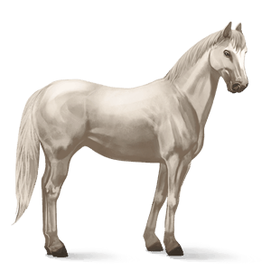 riding horse quarter horse cremello