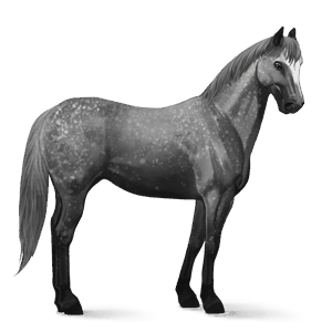 riding horse standardbred dapple gray