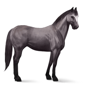 riding horse quarter horse mouse gray