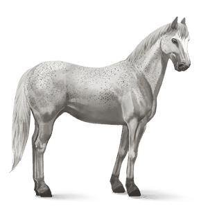 riding horse dapple gray