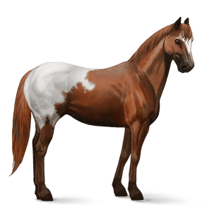 pony quarter pony chestnut