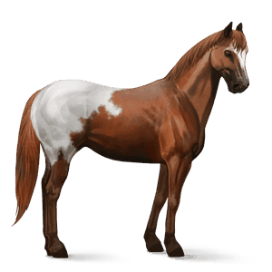 riding horse paint horse liver chestnut tobiano