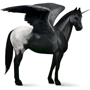 winged riding unicorn appaloosa black blanket 