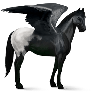 riding pegasus friesian black