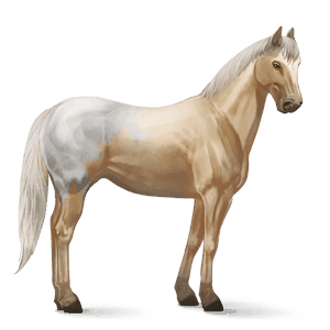 pony quarter pony chestnut
