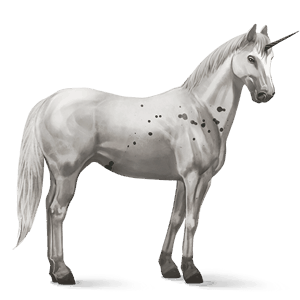 riding unicorn appaloosa few spots