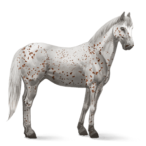 riding horse chestnut leopard 