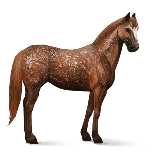 riding horse standardbred cherry bay