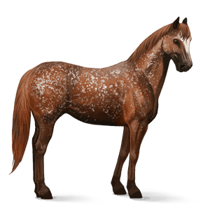 riding horse appaloosa bay spotted blanket 