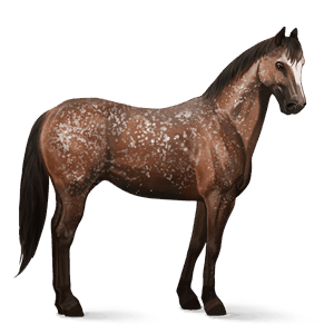 riding horse arabian horse fleabitten gray