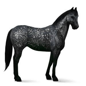 riding horse appaloosa bay spotted blanket 