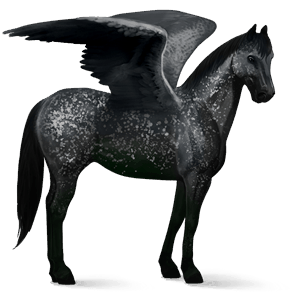 riding pegasus appaloosa black snowflake 