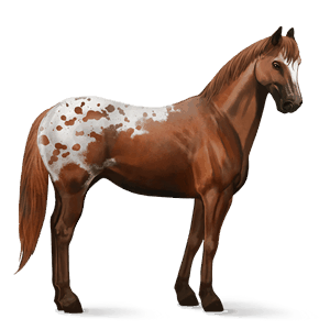 riding horse appaloosa chestnut blanket 