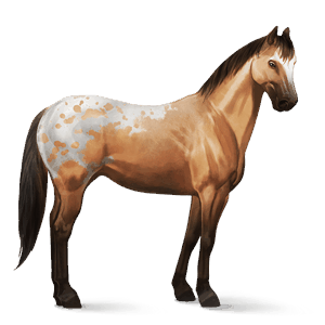 riding horse thoroughbred bay