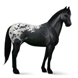 riding horse appaloosa black blanket 