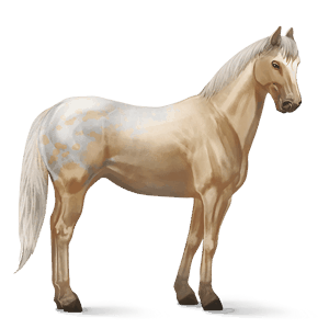 riding horse appaloosa palomino spotted blanket 