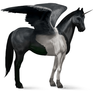 winged riding unicorn vanner black tobiano