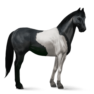 riding horse paint horse black tobiano