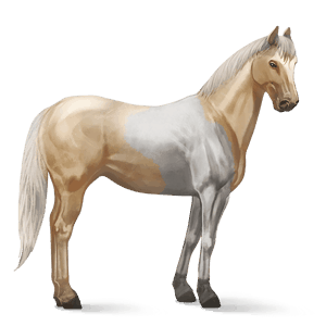riding horse paint horse palomino tobiano