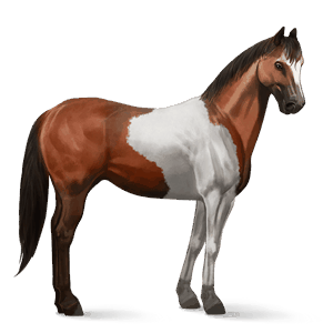 riding horse thoroughbred dark bay