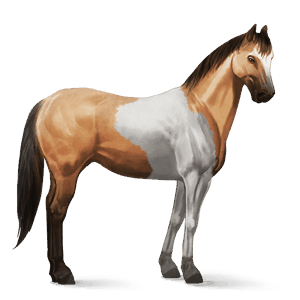 riding horse selle français roan
