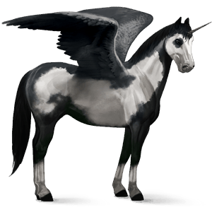 winged riding unicorn black overo