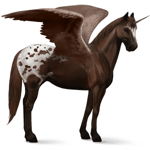 winged riding unicorn knabstrupper chestnut leopard 