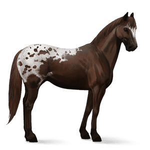 riding horse quarter horse bay