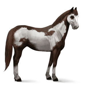 riding horse paint horse dun overo