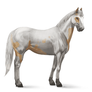 riding horse purebred spanish horse cremello