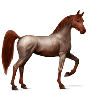 riding horse arabian horse dark bay