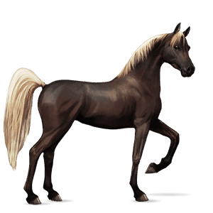 riding horse arabian horse dapple gray
