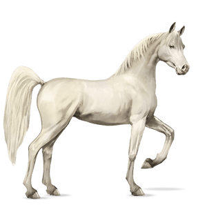 riding horse shagya arabian fleabitten gray