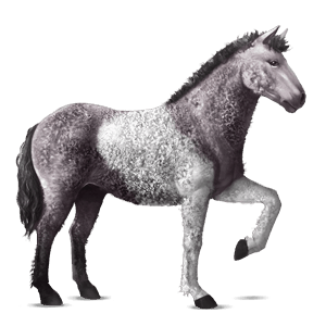 riding horse vanner dark bay tobiano
